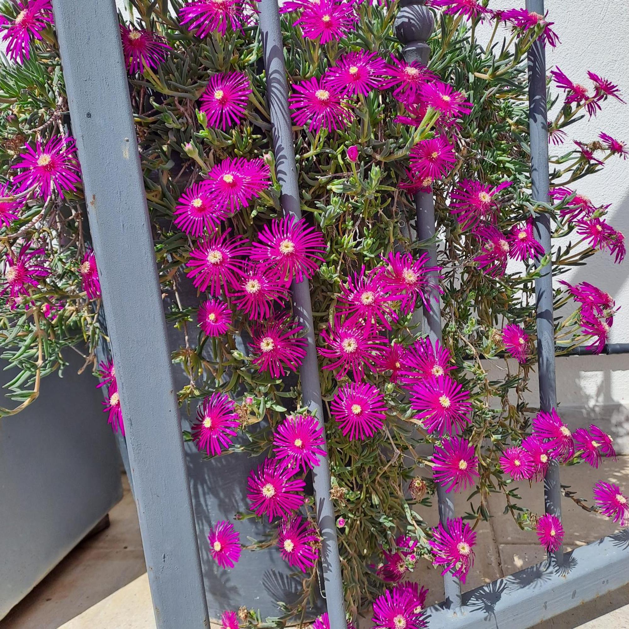 Le Petit Patio Bed & Breakfast Aigues-Mortes Exterior photo
